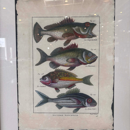 Fish Framed Art #2