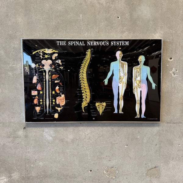 Vintage Anatomical Chart Co. -The Spinal Nervous System Framed