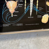 Vintage Anatomical Chart Co. -The Spinal Nervous System Framed