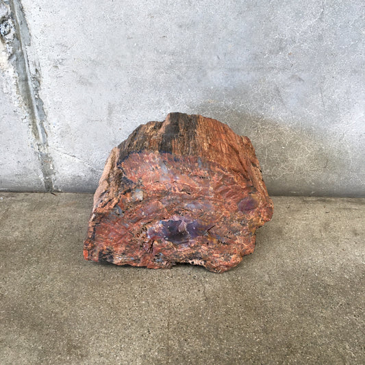 Petrified Wood