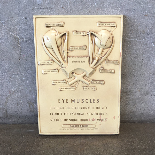 Vintage Eye Muscles Chart by Bausch & Lomb