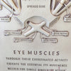 Vintage Eye Muscles Chart by Bausch & Lomb
