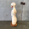Vintage Medical Anatomical Model by Denoyer Geppert