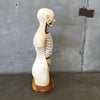 Vintage Medical Anatomical Model by Denoyer Geppert