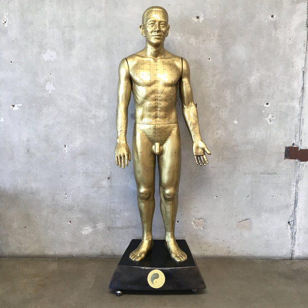 Life Size Acupuncture Model