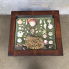 Vintage Queen Anne Curio Table w/Seashell Collection