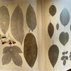 XXL SUMO Taschen Cabinet of  Natural Curiosities Book