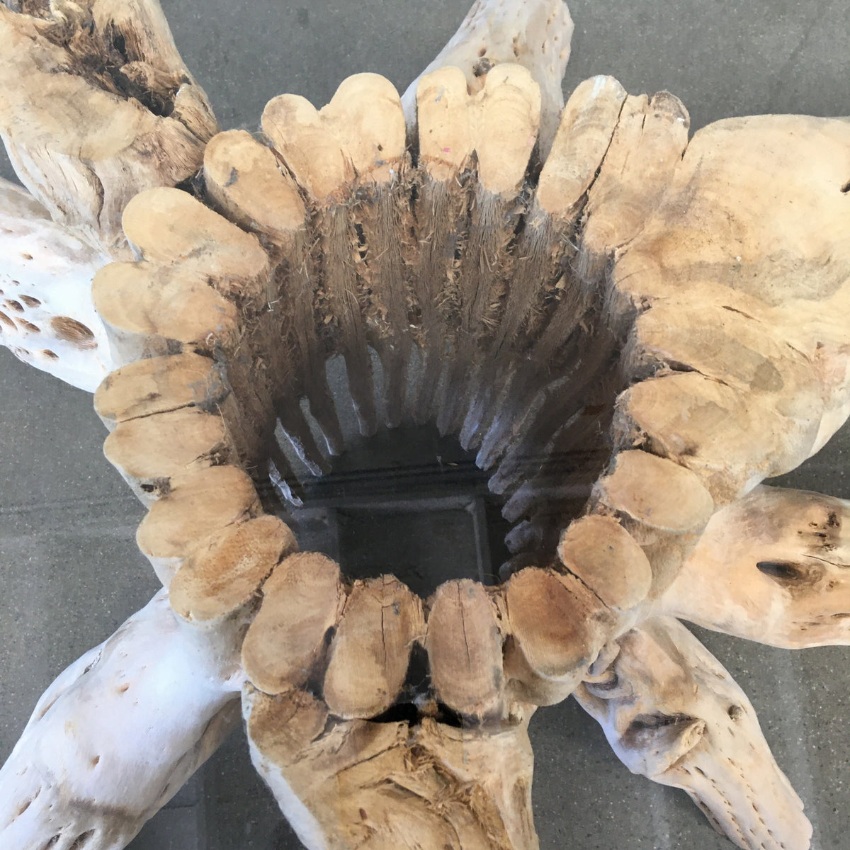Saguaro Skeleton Coffee Table