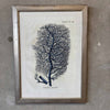 Indigo Coral Framed Print