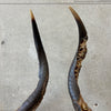 Pair Of African Kudu Horns