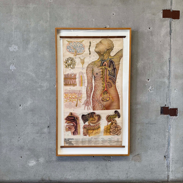 Anatomical Chart by Rudolf Schnick, NYC, 1947