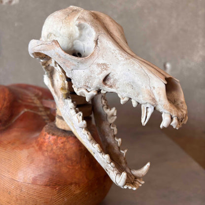 Eva Kolosvary Stupler Sculpture Duck