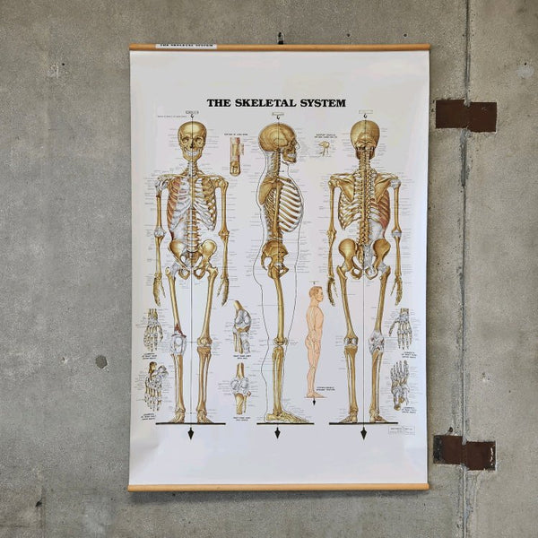 Vintage Anatomical Full Human Skeleton Chart