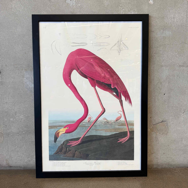 Vintage Audubon Flamingo Limited Edition
