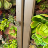 Custom Succulent Curio Cabinet