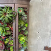 Custom Succulent Curio Cabinet