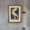 Large Audubon American White Pelican