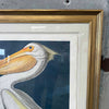 Large Audubon American White Pelican