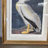 Large Audubon American White Pelican