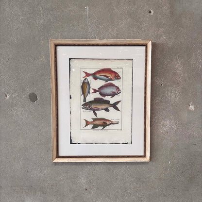 Fish Framed Art #1