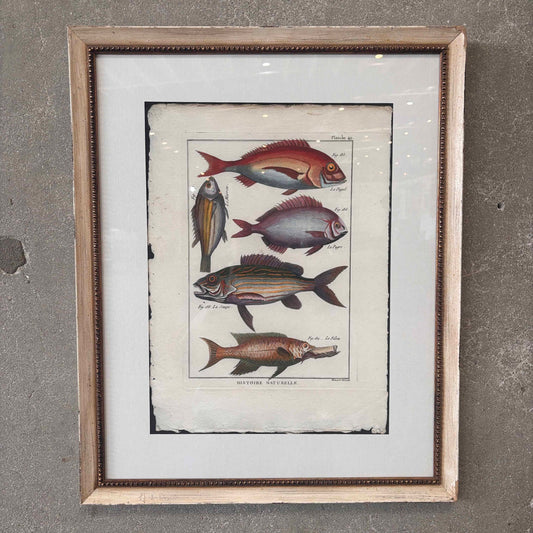Fish Framed Art #1