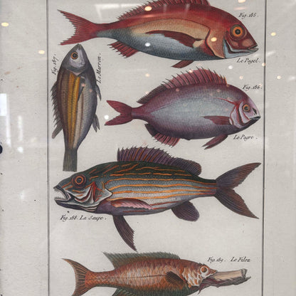 Fish Framed Art #1