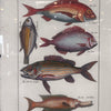 Fish Framed Art #1