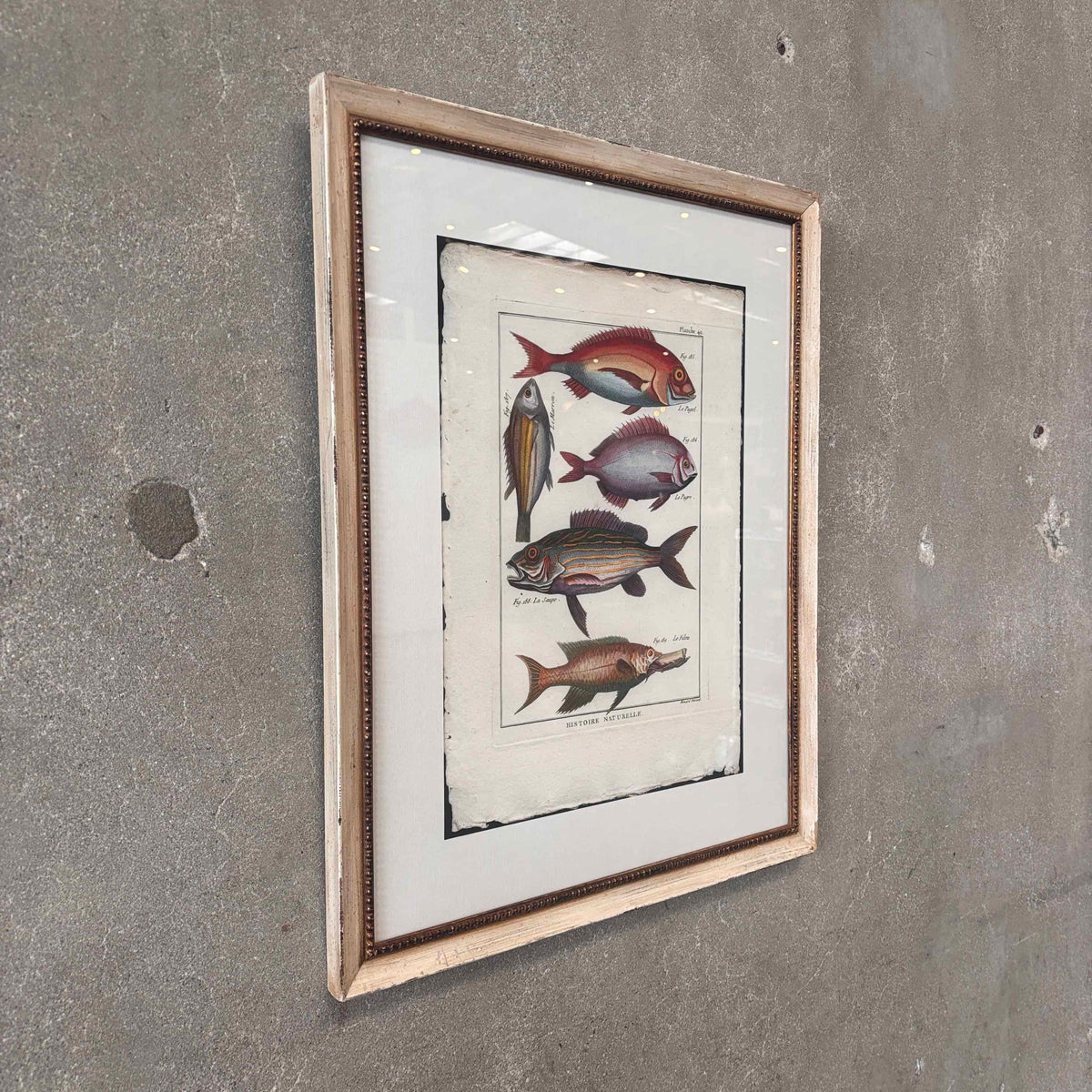 Fish Framed Art #1