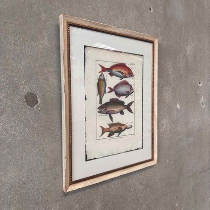 Fish Framed Art #1