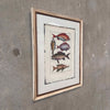 Fish Framed Art #1