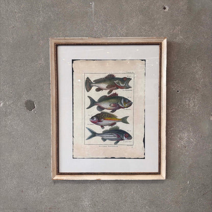 Fish Framed Art #2