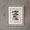 Fish Framed Art #2