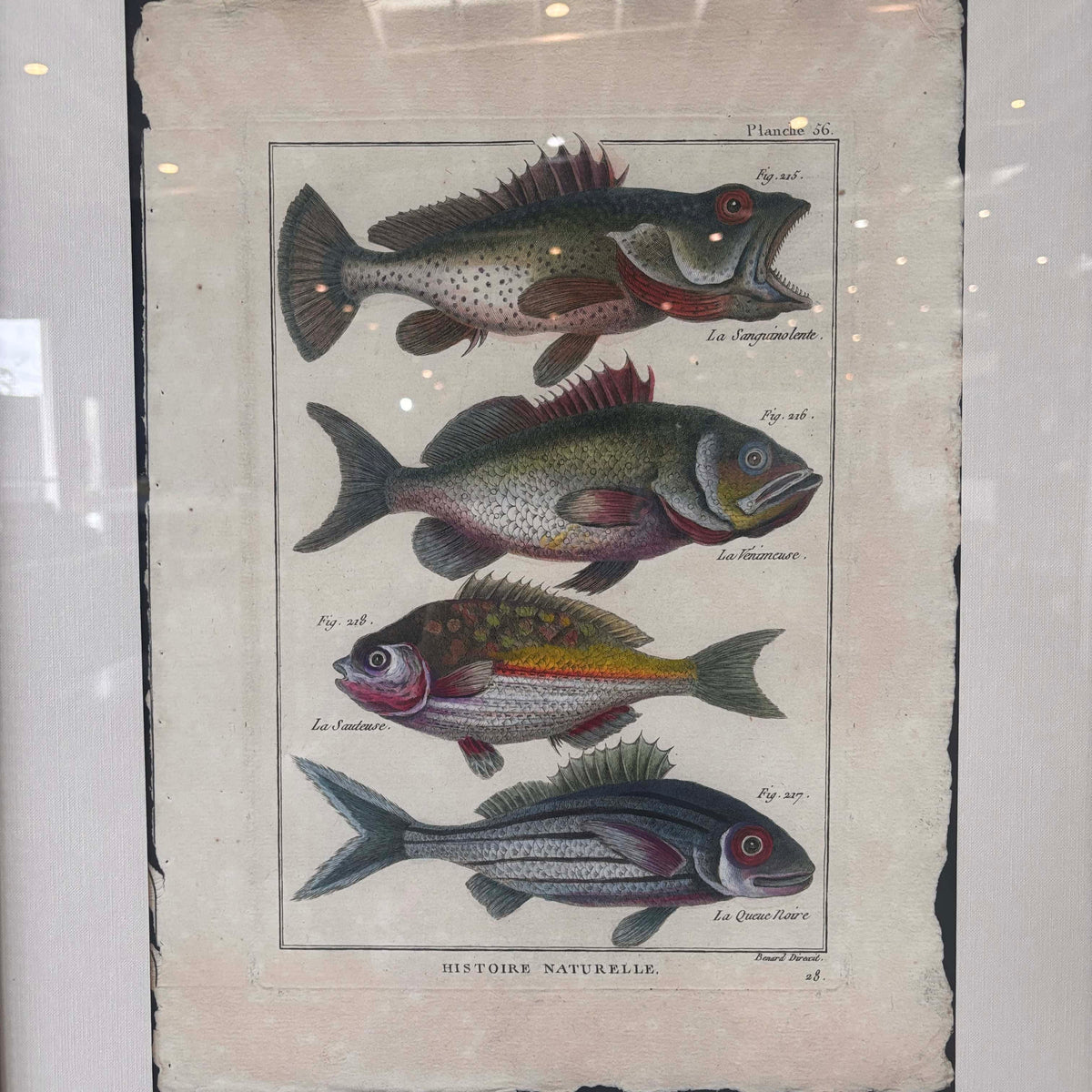 Fish Framed Art #2