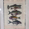 Fish Framed Art #2