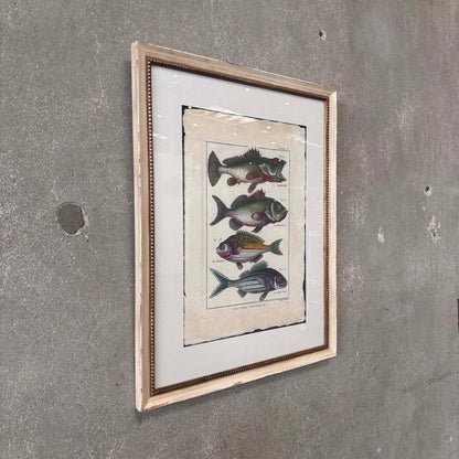 Fish Framed Art #2