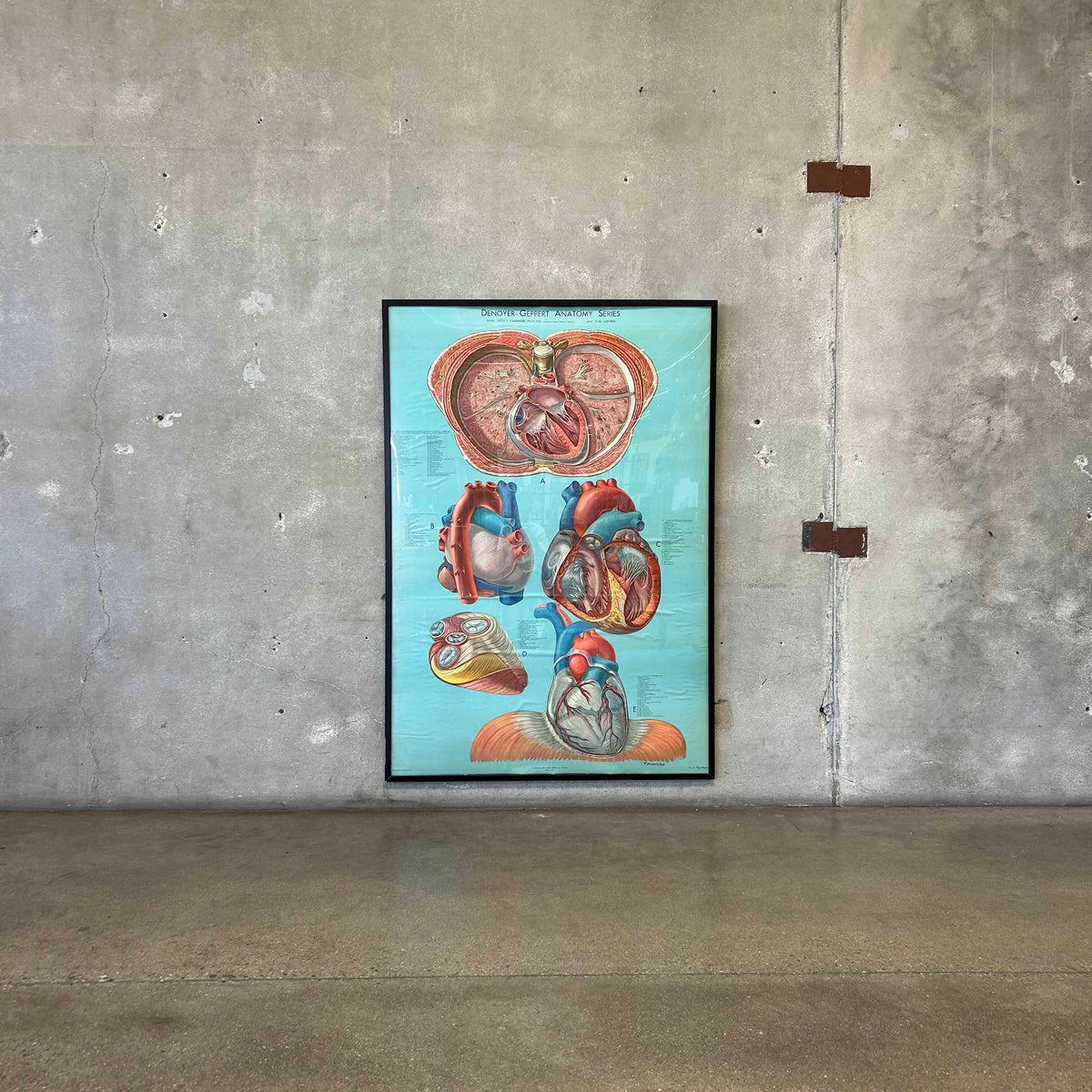 1940s Classroom Anatomic Framed Pull Down Poster #1