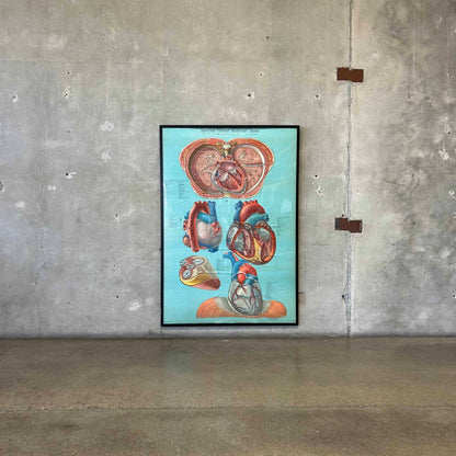 1940s Classroom Anatomic Framed Pull Down Poster #1