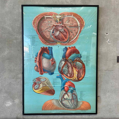 1940s Classroom Anatomic Framed Pull Down Poster #1