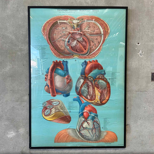 1940s Classroom Anatomic Framed Pull Down Poster #1