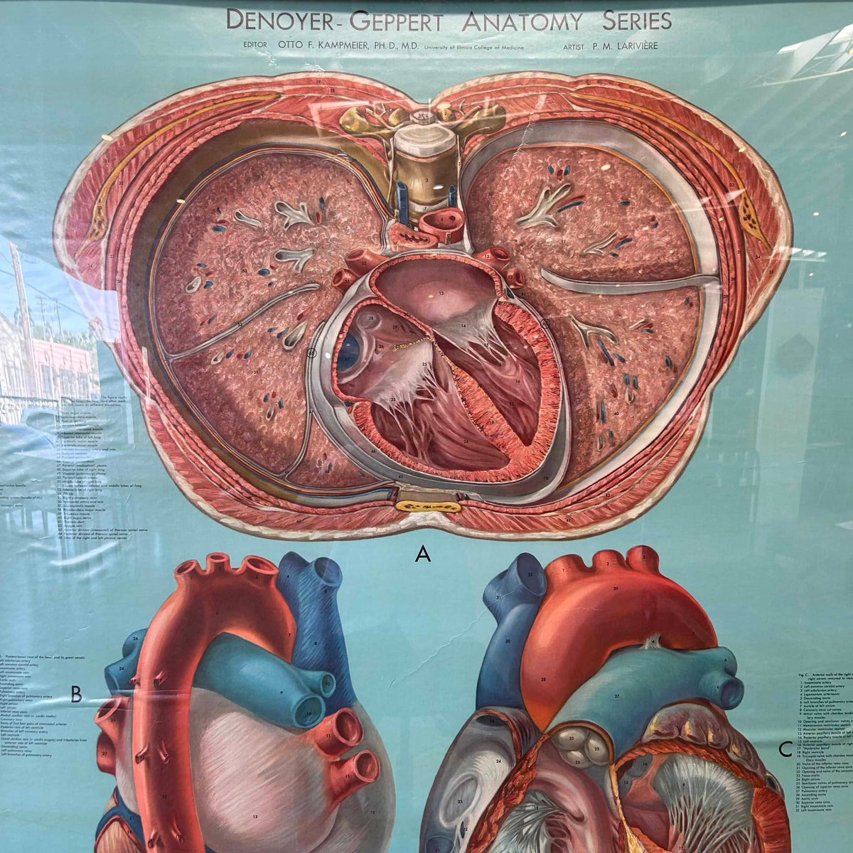 1940s Classroom Anatomic Framed Pull Down Poster #1