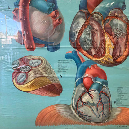 1940s Classroom Anatomic Framed Pull Down Poster #1