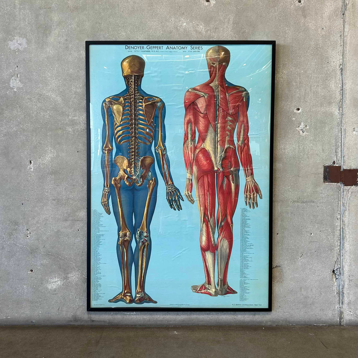 1940s Classroom Anatomic Framed Pull Down Poster #2