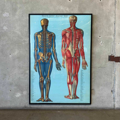1940s Classroom Anatomic Framed Pull Down Poster #2