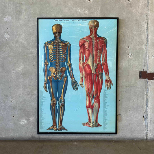 1940s Classroom Anatomic Framed Pull Down Poster #2