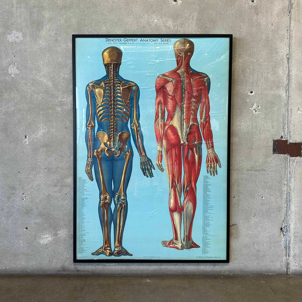 1940s Classroom Anatomic Framed Pull Down Poster #2