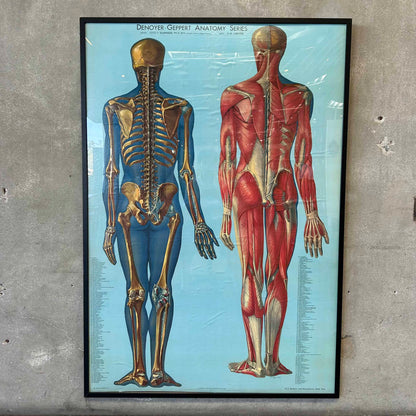 1940s Classroom Anatomic Framed Pull Down Poster #2