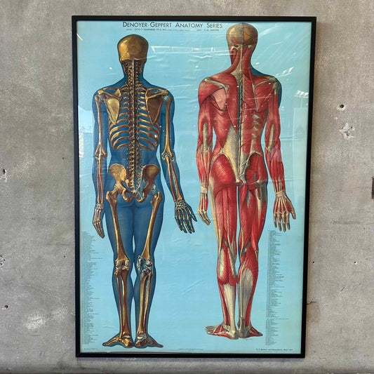 1940s Classroom Anatomic Framed Pull Down Poster #2
