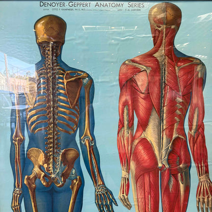 1940s Classroom Anatomic Framed Pull Down Poster #2