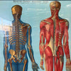1940s Classroom Anatomic Framed Pull Down Poster #2