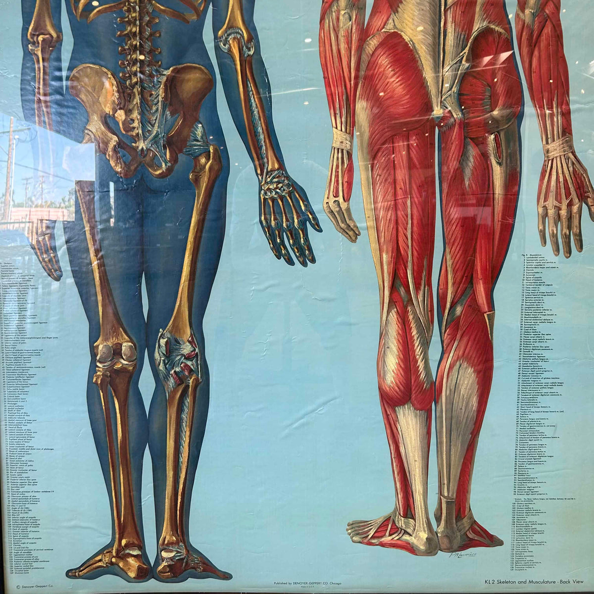 1940s Classroom Anatomic Framed Pull Down Poster #2